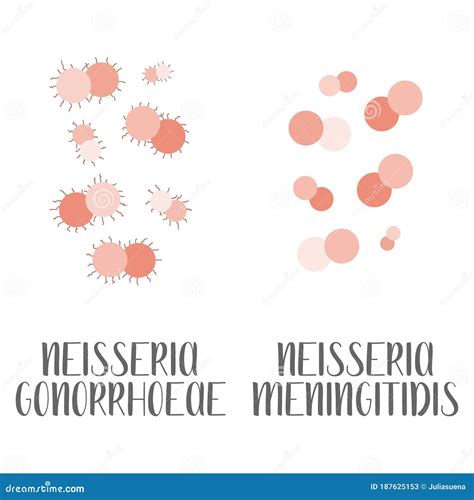 Neisseria Gonorrhoeae, Neisseria Meningitidis, Pathogen. Spherical, Gram-negative Bacteria ...