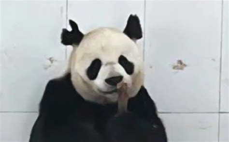 The zoo responds to panda Po’s ears being bitten into a V shape: It’s ...