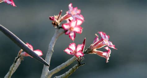 Africa Flowers Guide - Flowers in Kruger National Park