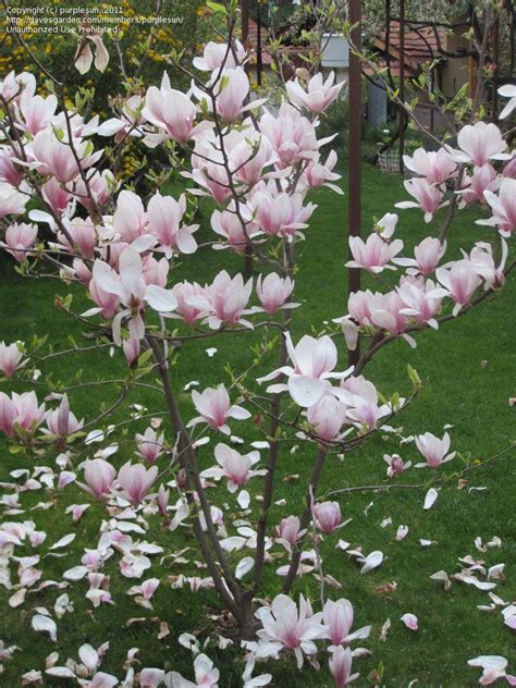 In bloom. Sofia, 2300 feet AMSL, Zone 6b? | Magnolia soulangeana, Saucer magnolia, Tulip tree