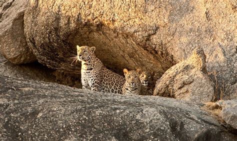 Amazing Things To Do in Jawai Bandh Rajasthan