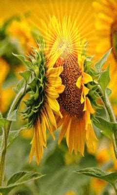 Sunflowers GIF - Download & Share on PHONEKY