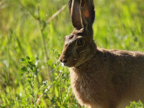 Lepus corsicanus (Corsican hare) | JuzaPhoto