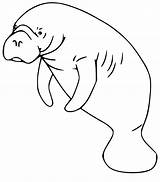 Florida Manatee Colouring Pages Sketch Coloring Page sketch template