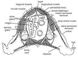 Peripatus | Anatomía animal, Anatomía, Veterinaria