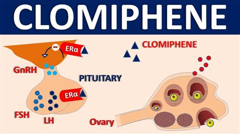 Clomiphene - Mechanism, side effects, precautions & uses - YouTube