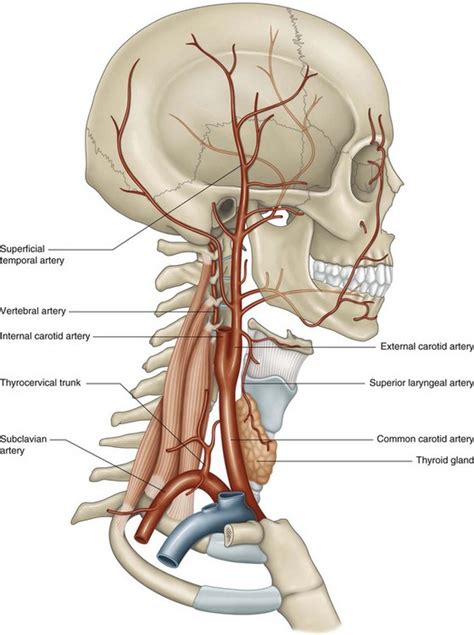 The external carotid artery | Musculoskeletal Key