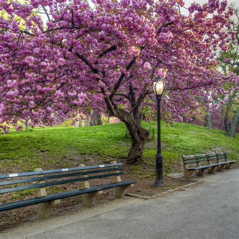 Japanese Flowering Cherry (Kwanzan)