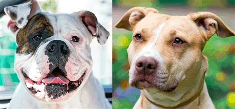 American Bulldog vs Pitbull | Breed Comparison & Differences