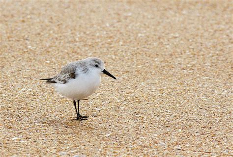 Sanderling at the Beach Photograph by Nikki Brubaker - Fine Art America