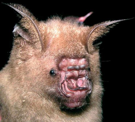 30 Species Of Bats That Look Too Bizarre To Be Considered Bats | Bored ...