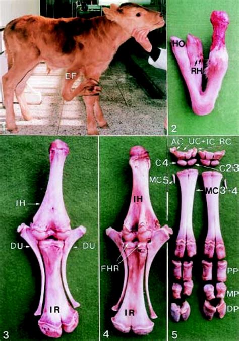 Polymelia with two extra forelimbs at the caudal region of the normal... | Download Scientific ...