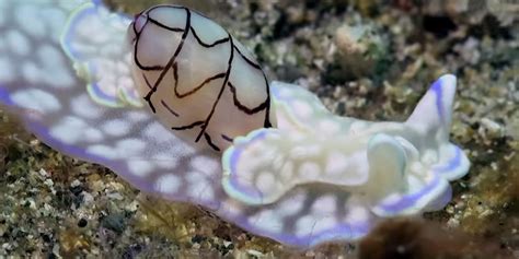 This video of a rare sea snail has become an unlikely internet sensation