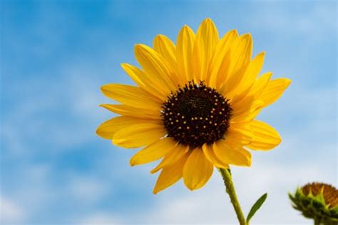 7,000+ Best Sunflower Photos · 100% Free Download · Pexels Stock Photos