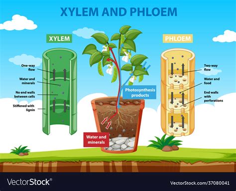 Diagram showing xylem and phloem plant Royalty Free Vector