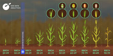 Wheat Growth Stages: From Germination To Maturity & Beyond