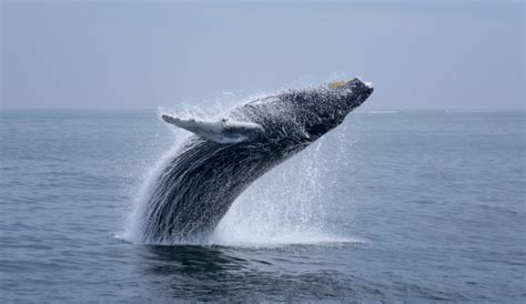 got a lucky shot while whale watching off of cape cod. : pics