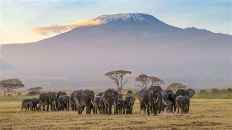 Your Guide to Visiting Amboseli National Park - BookAllSafaris.com