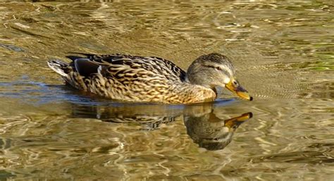 canal wildlife 03 | Pleasant walk along by the Union Canal o… | Flickr