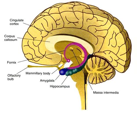 Spatial relationships between the corpus callosum, amygdala ...