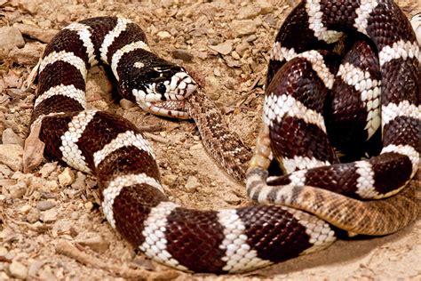 California Kingsnake Eating Western Photograph by David Northcott