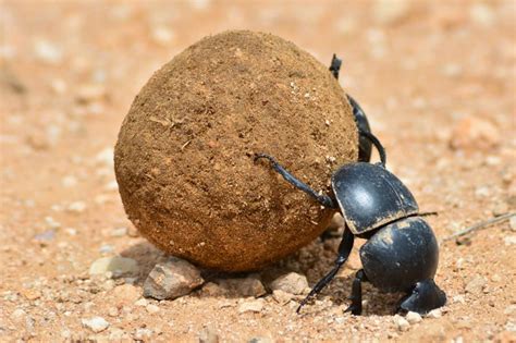 The Dung Beetle: An Outstanding Planetary Citizen