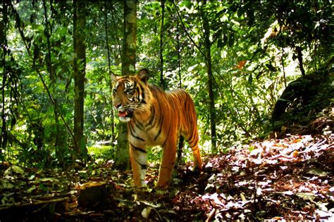 Habitat loss drives deadly conflict in Indonesia's tiger country