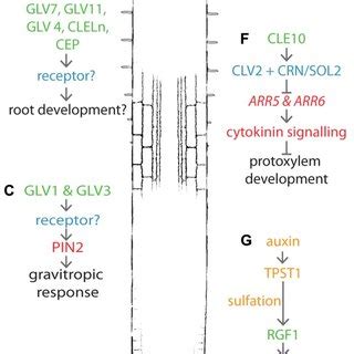 (PDF) Regulation of Arabidopsis root development by small signaling peptides