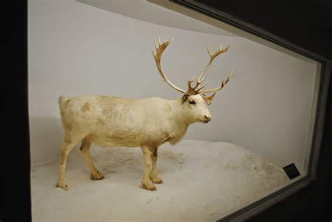 The Carpetbagger: Mammoth Cave Wildlife Museum