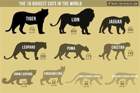 The Biggest Cats in the World • Travel For Wildlife | Big cats, Wild ...