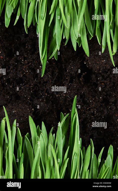 Green grass with a ground close up Stock Photo - Alamy