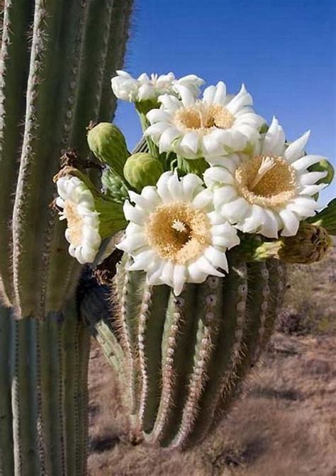 The Giant Saguaro Cactus | Desert flowers, Cactus plants, Plants