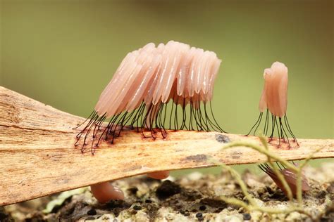 The weird world of slime mould - Australian Geographic