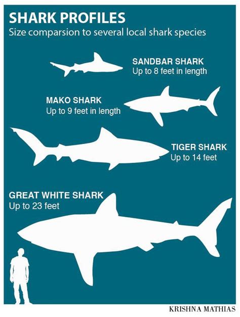 Shark Vs Human