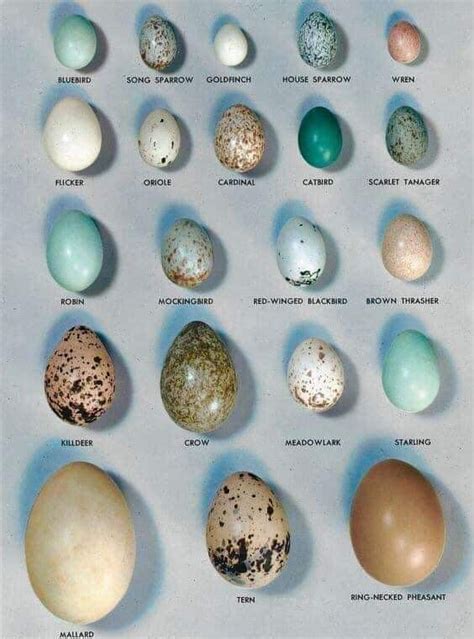 Pretty Birds, Love Birds, Beautiful Birds, Bird Egg Identification ...