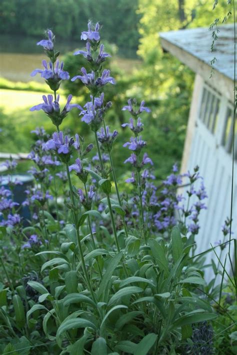 Sage in bloom - Fine Gardening