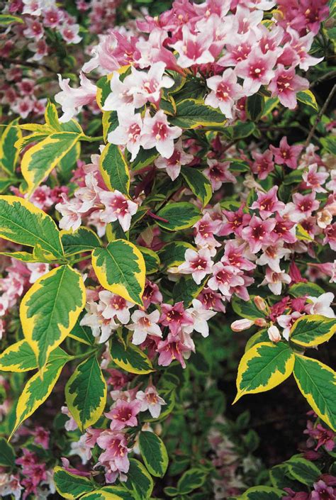 Weigela | Better Homes & Gardens