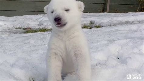 Polar Bear Cub Walks in Snow For the First Time at the Toronto Zoo