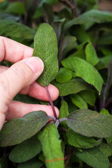 How To Dry Sage Leaves. 4 Different Options | Savoring The Good®