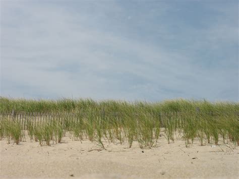 File:Delaware Beaches State Park.jpg - Wikimedia Commons