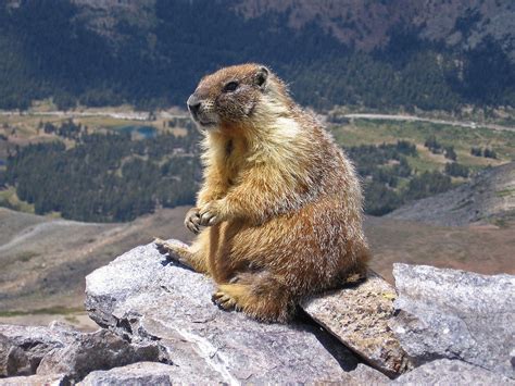 Olympic National Park officials seeking marmot monitors | Peninsula Daily News