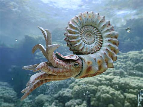 Prehistoric Animals - Nautiloid and Helicoprion - ZBrushCentral