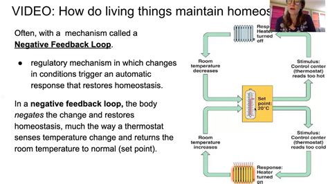 glucose homeostasis feedback loop - YouTube