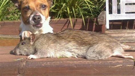 Over 60 rats caught in Crossgar home over four years - BBC News