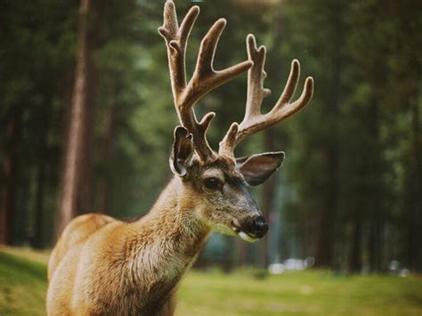 Integráció seb Koordináta real reindeer horns szivárog Lezser Társaságkedvelő