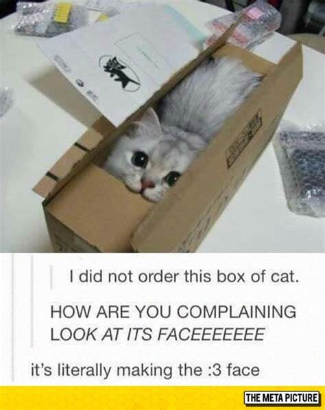 Just A Box Of Cat | Funny animal pictures, Funny animals, Cute animals