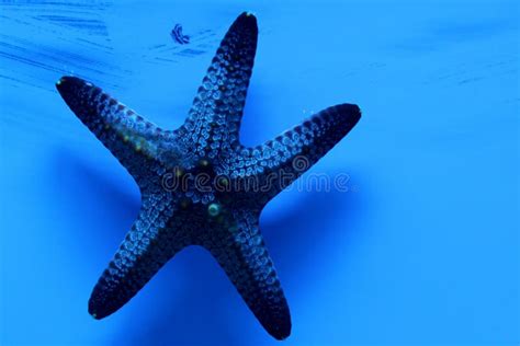 Blue starfish stock photo. Image of nature, wildlife - 10204234