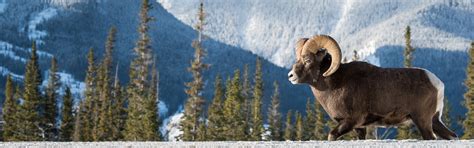 Hunt By Species: Bighorn Sheep | Montana FWP