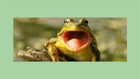 Four Screaming Frog Features for SEO - Obility