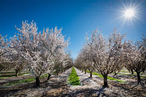 Neil Simmons Photography | Vineyards & Central Valley | Almond Tree in Bloom Central Valley ...